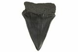 Fossil Broad-Toothed Mako Tooth - South Carolina #295769-1